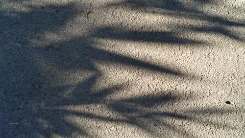 Palm tree leaf shadows cast on a textured concrete ground . Stock Photos