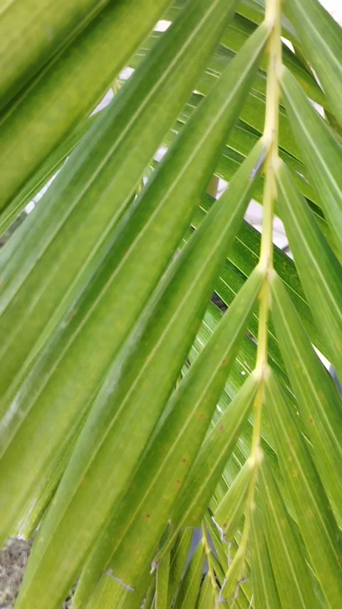 Palm tree leaf shaped portrait Stock Footage 226956224