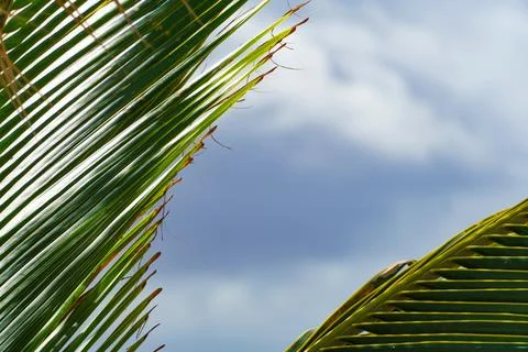A palm tree leaf is shown against a blue sky backdrop with fluffy white clouds Stock Photos