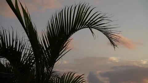 Palm tree leaf silhouette against beautiful sunset sky Stockbeeldmateriaal 346368630