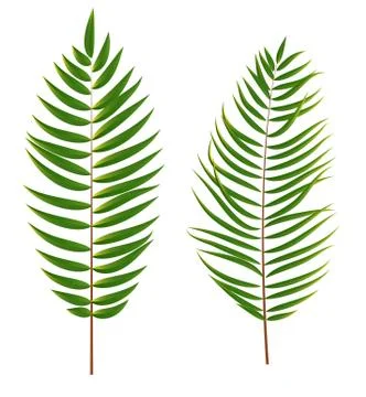 Palm Tree Leaf Silhouette Isolated on White Background Stock Illustration