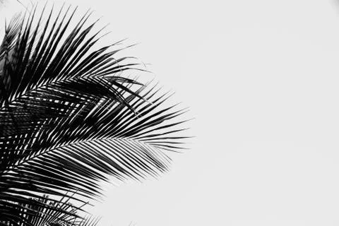 Palm tree leaf silhouette Photos