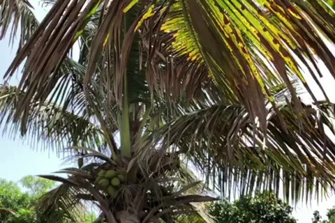 Palm Tree Leaf Slow Motion 4 Stock Footage 96341723