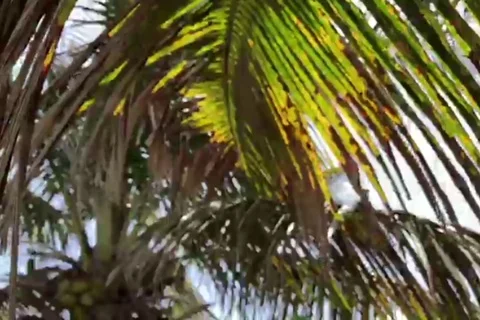 Palm Tree Leaf Slow Motion 1 Stock Footage 96341737