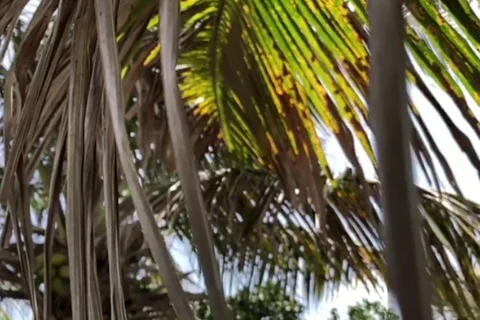 Palm Tree Leaf Slow Motion 2 Stock Footage 96341823