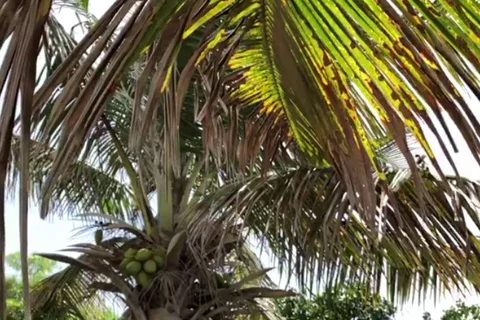 Palm Tree Leaf Slow Motion 3 Vidéo 96342015