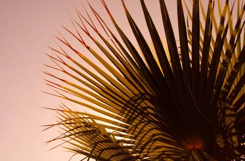 Palm tree leaf surface with shadow. Selective focus texture of palm leaf. Stock Photos