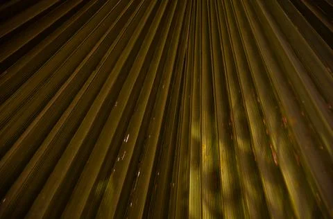 Palm tree leaf surface with shadow. Selective focus texture of green palm leaf. Stock Photos