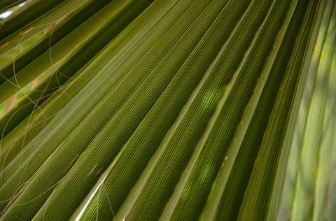 Palm tree leaf surface with shadow. Selective focus texture of green palm leaf. Stock Photos
