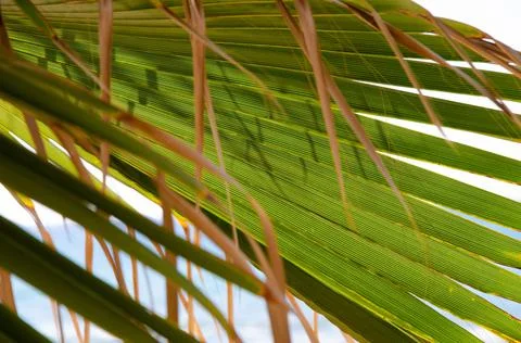 Palm tree leaf surface with shadow. Selective focus texture of green palm leaf. Stock Photos