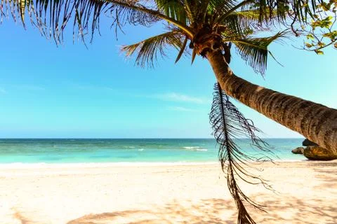 Palm tree leaf swing on a beach Stock Photos