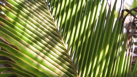 Palm tree leaf texture background Stock Footage 130809728
