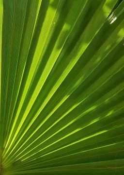 Palm tree leaf texture background. photo image Stock Photos