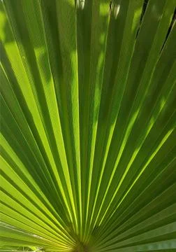 Palm tree leaf texture background. photo image Stock Photos