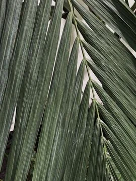 Palm tree leaf texture. Beautiful summer exotic tropical nature background. S Stock Photos