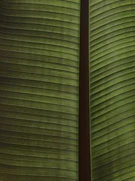 Palm tree leaf texture. Beautiful summer exotic tropical nature background. S Stock Photos