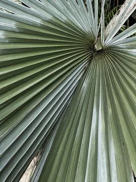 Palm tree leaf texture. Beautiful summer exotic tropical nature background. S 写真素材