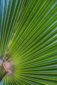 Palm tree leaf. Texture of palm leaf. Stock Photos