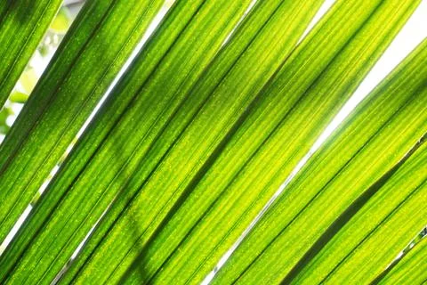 Palm tree leaf texture Stock Photos