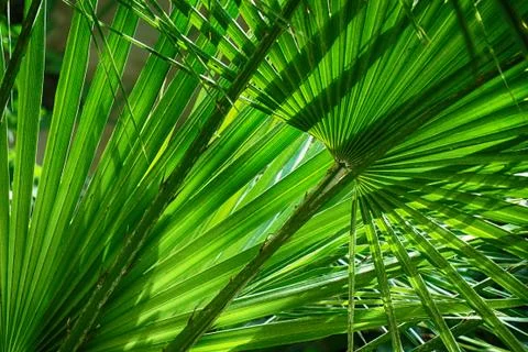 Palm tree leaf texture Stock Photos