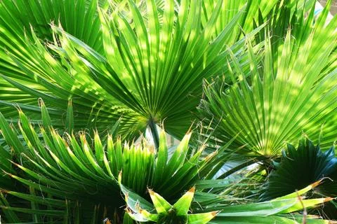 Palm tree leaf texture Stock Photos