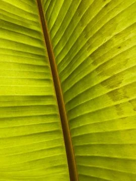 Palm tree leaf texture Stock Photos
