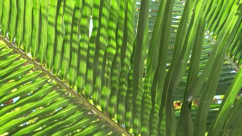 Palm tree leaf texture with sunlight and green lush pattern Video stock 147845012