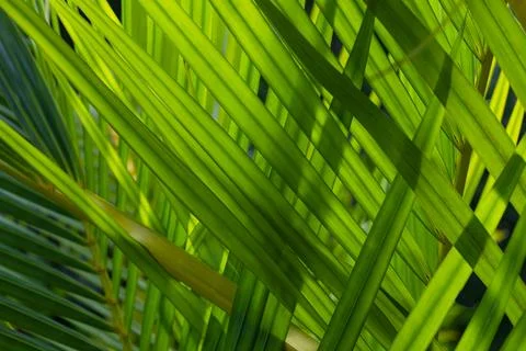 Palm tree leaf. tif Stock Photos