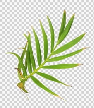 Palm tree leaf on transparent background png file Stock Photos