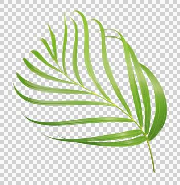 Palm tree leaf on transparent background png file Stock Photos