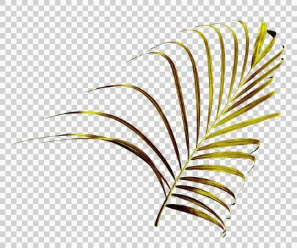 Palm tree leaf on transparent background png file Stock Photos