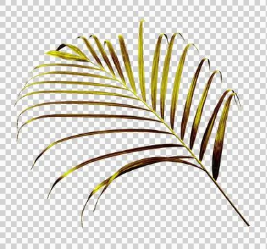 Palm tree leaf on transparent background png file Stock Photos