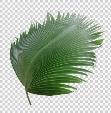 Palm tree leaf on transparent background png file Foto stock