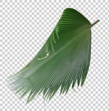 Palm tree leaf on transparent background png file Stock Photos