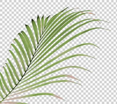 Palm tree leaf on transparent background png file Stock Photos
