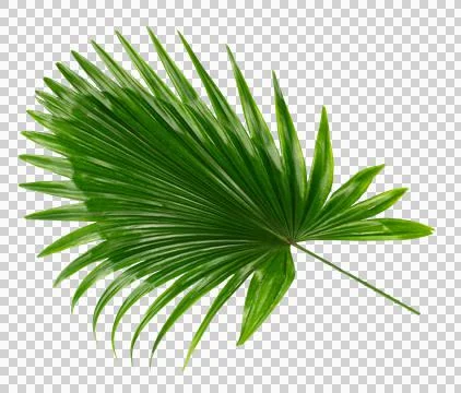 Palm tree leaf on transparent background png file Stock Photos