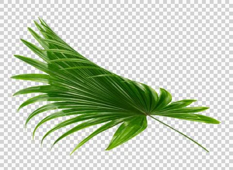 Palm tree leaf on transparent background png file Stock Photos