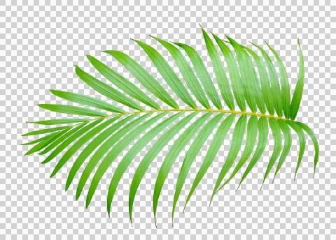 Palm tree leaf on transparent background png file Stock Photos