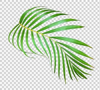Palm tree leaf on transparent background png file Stock Photos