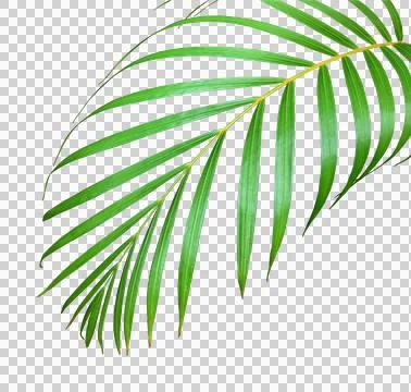 Palm tree leaf on transparent background png file Stock Photos
