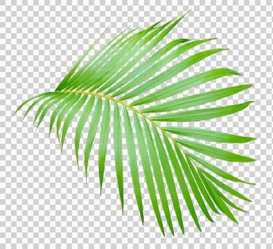 Palm tree leaf on transparent background png file Foto stock