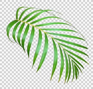 Palm tree leaf on transparent background png file Stock Photos