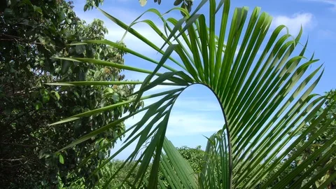Palm Tree Leaf Tremling in Wind Stock Footage 78973926