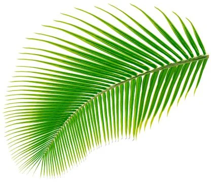 Palm tree leaf, vector Stock Illustration