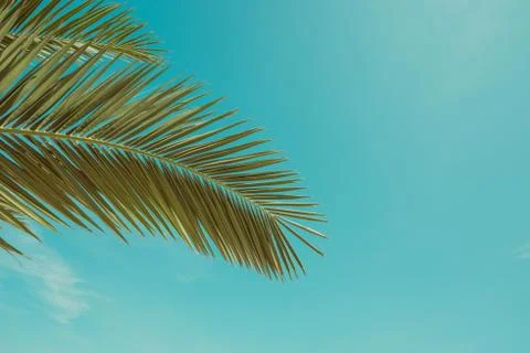 Palm tree leaf vintage toned Stock Photos