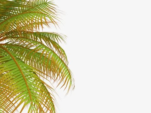 Palm tree leaf on white background Stock Illustration