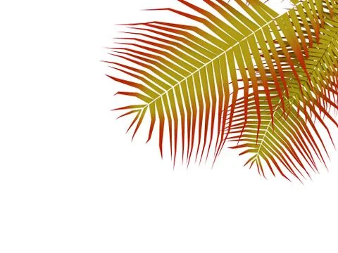 Palm tree leaf on white background Stock Illustration