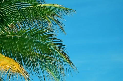 Palm tree leafs on blue sky Stock Photos