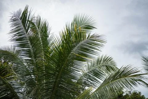 Palm tree leafs in front of blue sky background Stock Photos