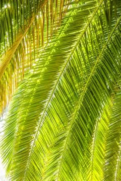 Palm Tree Leafs Stock Photos